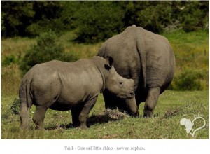 残された子サイ（画像は『Kragga Kamma Game Park　2018年6月23日付Facebook「Rhino Protection - Dehorning」』のスクリーンショット）