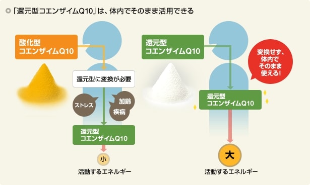 『還元型コエンザイムQ10』は体内でそのまま活用できる