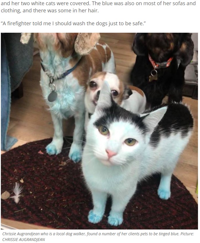 ドッグウォーカーの顧客の犬や猫も足元が青く（画像は『East Anglian Daily Times　2019年2月2日付「‘They looked like smurfs’ - firefighters and pets left covered in blue ink in wake of fire」（Picture: CHRISSIE AUGRANDJEAN）』のスクリーンショット）