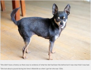 新しい飼い主のおかげでスリムになったバーサ（画像は『real-fix.com 2019年2月7日付「Obese Chihuahua Who Could Barely Move Has Shed More Than Half Her Body Weight After Ditching Her Indulgent Diet」』のスクリーンショット）