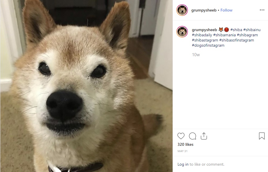 この柴犬は怒ってるの？（画像は『Grumpy Sheeb　2019年5月31日付Instagram「＃shiba ＃shibainu ＃shibadaily ＃shibamania ＃shibagram ＃shibastagram ＃shibasofinstagram ＃dogsofinstagram」』のスクリーンショット）