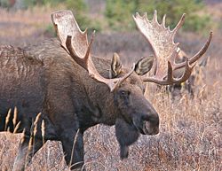 【EU発！Breaking News】児童公園にヒグマが突入（スウェーデン）