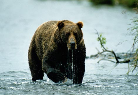 【EU発！Breaking News】児童公園にヒグマが突入（スウェーデン）