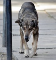 【南米発！Breaking News】『ボリビアの忠犬ハチ公』が大きな話題に。世話主の死後から5年、今も同じ場所で待ち続ける。