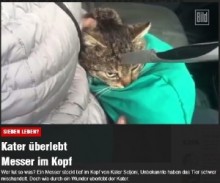 【海外発！Breaking News】頭に包丁が突き刺さった野良猫、摘出手術を受けて無事回復。（ウクライナ）