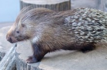 【海外発！Breaking News】巨大ヤマアラシを飲み込んだヘビ、トゲが刺さり死ぬ（南ア）