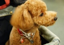 【海外発！Breaking News】愛犬を蹴った女性に「許さない！」と飼い主。相手の耳を噛みちぎる（中国）