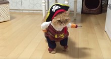 【海外発！Breaking News】ハロウィーン近し！　猫だって仮装するニャン（米）