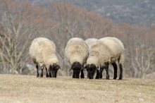 【エンタがビタミン♪】ふかわりょう、“羊飼い”の夢をブラマヨ・吉田にぶった斬られ涙目に。