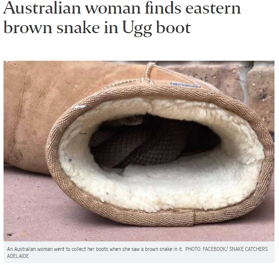 豪アデレードで女性のブーツにヘビが潜む（出典：http://www.straitstimes.com）