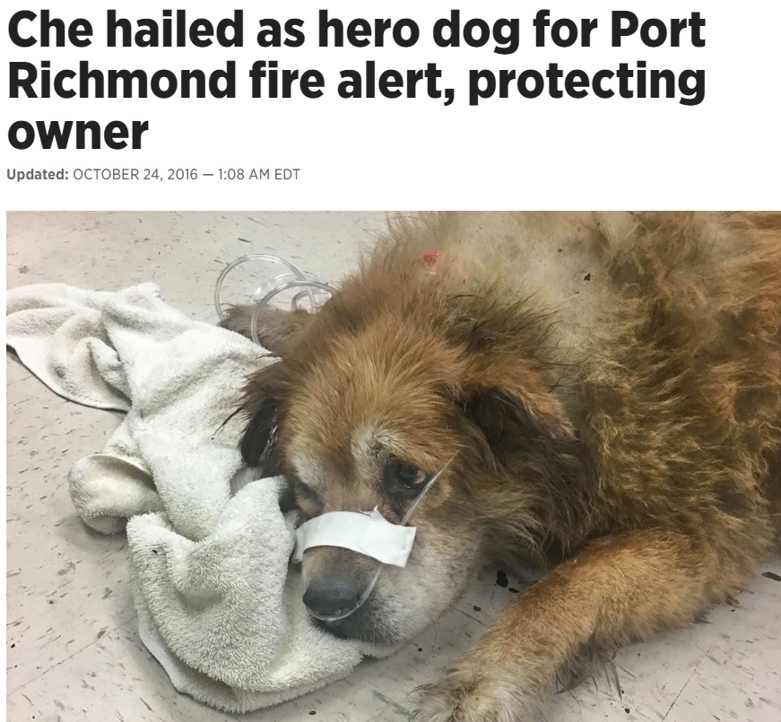 飼い主の命を救った犬（出典：http://www.philly.com）