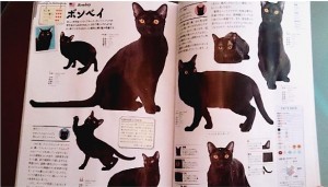 【エンタがビタミン♪】前田敦子の母親はステージママ!?　愛猫が“猫カタログ”に登場