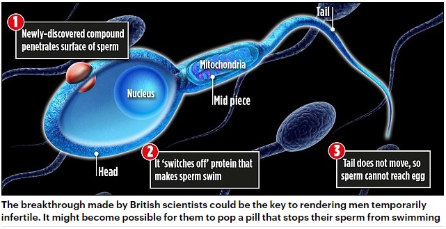 精子の動きを止める男性用避妊薬の開発が進む（出典：http://www.dailymail.co.uk）