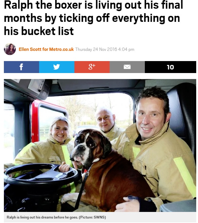 バケットリストの1つ、消防車に乗せてもらったボクサー犬（出典：http://metro.co.uk）