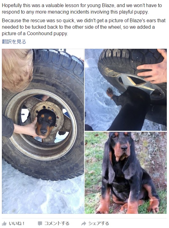 ホイールから頭が抜けなくなった子犬（出典：https://www.facebook.com/Butte-Silver-Bow-Fire-Department-123225211201015）