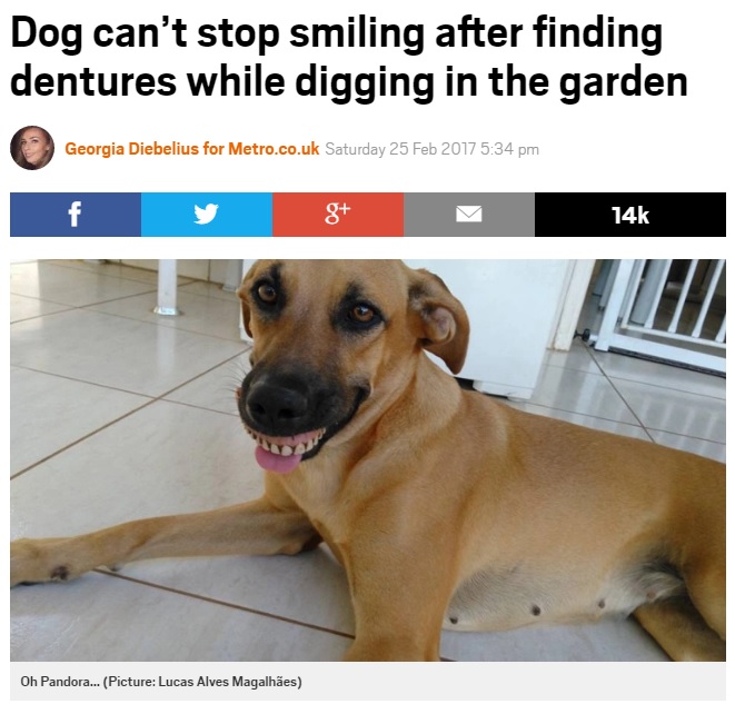 入れ歯をはめて笑う犬に飼い主ビックリ（出典：http://metro.co.uk）