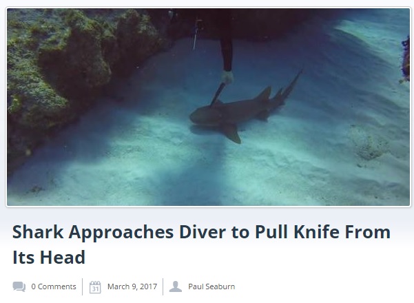 サメの頭部に刺さったナイフを抜くダイバー（出典：http://mysteriousuniverse.org）