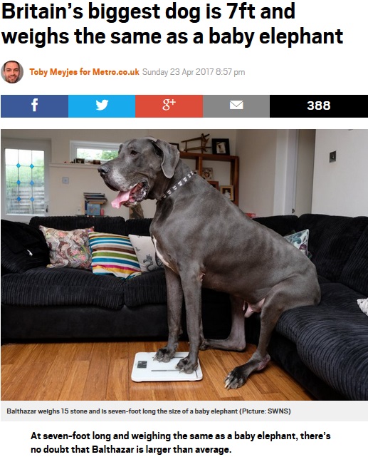 イギリスで最も重い犬、エサは1か月30キロ！（出典：http://metro.co.uk）