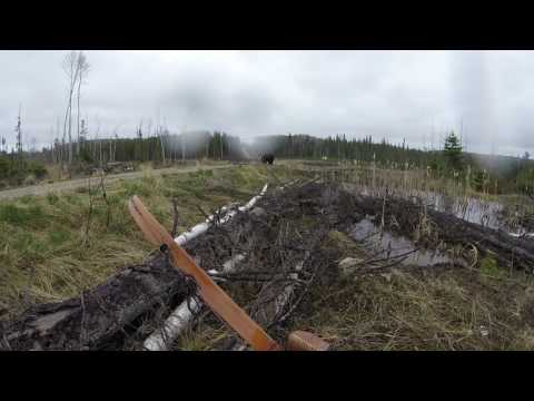 熊に襲われる様子（画像は『Richard Wesley 2017年5月22日公開 YouTube「Black bear charge（attack） fire river ontario spring 2017」（Jukin Media Verified）』のサムネイル）