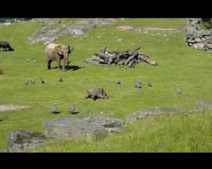 【海外発！Breaking News】鳥を追いかけ転んだ子象　ママのもとに駆け寄る姿が可愛すぎる＜動画あり＞