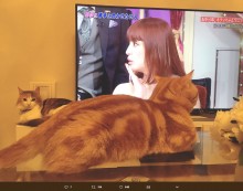 【エンタがビタミン♪】あゆ『しゃべくり』登場に猫も注目　根本弥生「今でも不思議な感じ…」