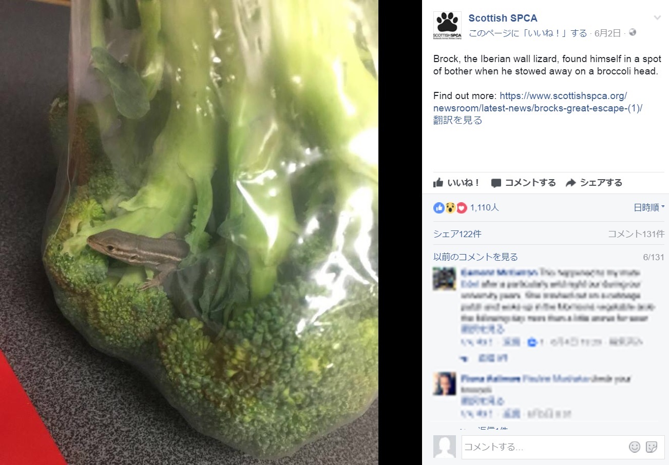 パックされたブロッコリーの中に生きたトカゲが！（画像は『Scottish SPCA 2017年6月2日付Facebook「Brock, the Iberian wall lizard, found himself in a spot of bother when he stowed away on a broccoli head.」』のスクリーンショット）