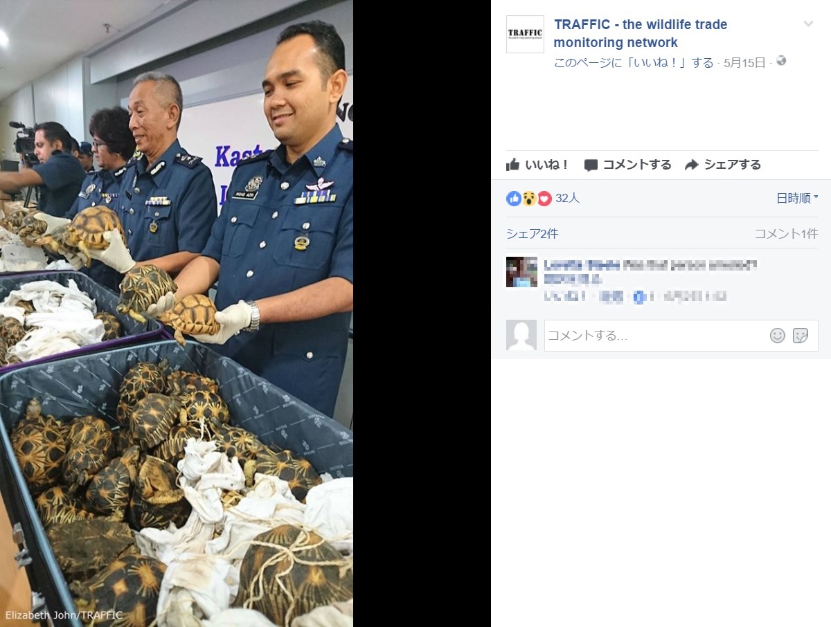 クアラルンプール国際空港で大量のカメが見つかる（画像は『TRAFFIC-the wildlife trade monitoring network 2017年5月15日付Facebook（Elizabeth John/TRAFFIC）』のスクリーンショット）