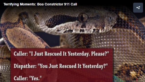 ボアコンストリクターに襲われ911コール（画像は『WFMYNEWS2.com　2017年7月28日付「Woman's 911 Call:‘There's A Boa Constrictor Biting My Nose’」』のスクリーンショット）