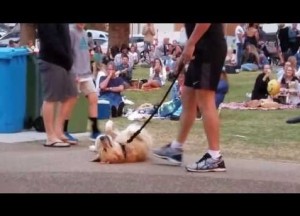 【海外発！Breaking News】「まだ帰りたくないんだ！」公園で死んだふりをする犬（豪）＜動画あり＞