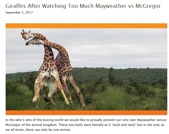 キリンのオスの迫力ある喧嘩（画像は『Latest Sightings　2017年9月5日付「Giraffes After Watching Too Much Mayweather vs McGregor」』のスクリーンショット）