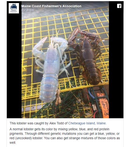 青やオレンジに輝く乳白色のロブスター発見される（画像は『CBS Boston　2017年9月4日付「‘Definitely Weird’ Translucent Lobster Caught Off Maine Coast」（Maine Coast Fishermen's Association）』のスクリーンショット）