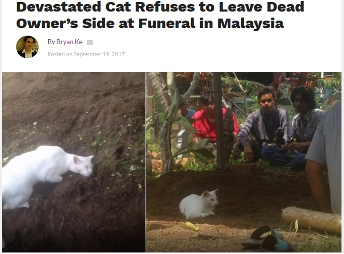 亡くなった飼い主の墓から去ろうとしない猫（画像は『NextShark　2017年9月19日付「Devastated Cat Refuses to Leave Dead Owner’s Side at Funeral in Malaysia」』のスクリーンショット）