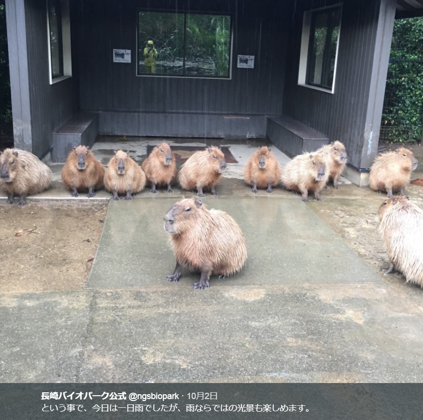 雨宿りするカピバラたち（画像は『長崎バイオパーク公式　2017年10月2日付Twitter「という事で、今日は一日雨でしたが、雨ならではの光景も楽しめます。」』のスクリーンショット）