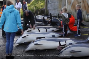 【海外発！Breaking News】海が真っ赤に染まる！　フェロー諸島のクジラ追い込み漁（デンマーク）＜動画あり＞