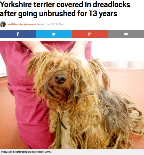 ペットの犬を長年飼育放棄した飼い主に永久飼育禁止令（画像は『Metro　2017年12月11日付「Yorkshire terrier covered in dreadlocks after going unbrushed for 13 years」（Picture: SWNS）』のスクリーンショット）