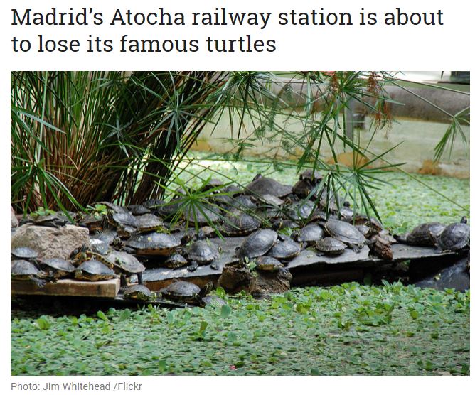 駅構内に生息する300匹のカメ、“新居”への移動が決定（画像は『The Local es　2018年1月19日付「Madrid’s Atocha railway station is about to lose its famous turtles」（Photo: Jim Whitehead /Flickr）』のスクリーンショット）
