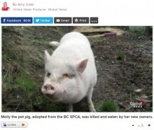 【海外発！Breaking News】動物保護施設からペットとして迎えた豚を殺し食べた飼い主（カナダ）