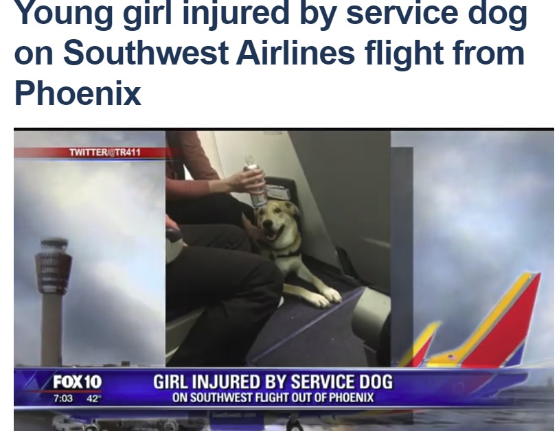 機内で女の子に噛みついた犬（画像は『FOX 10 Phoenix　2018年2月22日付「Young girl injured by service dog on Southwest Airlines flight from Phoenix」』のスクリーンショット）