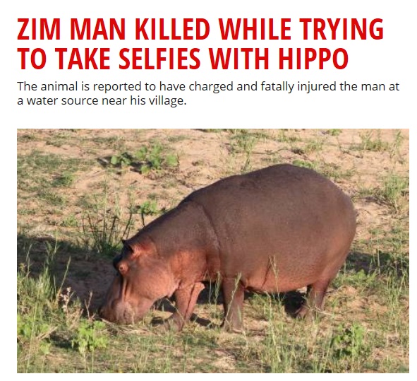 穏やかなカバとセルフィーを撮ろうとして…（画像は『EWN: Eyewitness News　2018年3月15日付「Zim man killed while trying to take selfies with hippo」』のスクリーンショット）