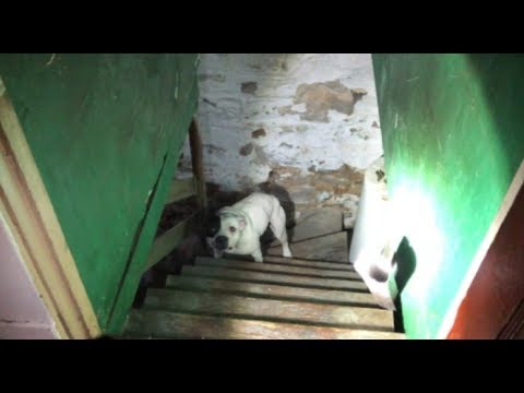 地下に置き去りにされていたピットブル（画像は『Stray Rescue of St.Louis Official　2018年3月13日公開 YouTube「There’s a dog chained up in my basement - Stray Rescue of St.Louis」』のサムネイル）