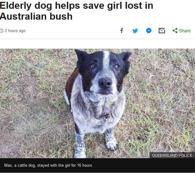 3歳女児のそばに居続けた17歳の老犬（画像は『BBC News　2018年4月23日付「Elderly dog helps save girl lost in Australian bush」（QUEENSLAND POLICE）』のスクリーンショット）