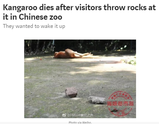 動物園のカンガルー、見学者の投石により死亡（画像は『Shanghaiist　2018年4月20日付「Kangaroo dies after visitors throw rocks at it in Chinese zoo」（Photo via Weibo）』のスクリーンショット）