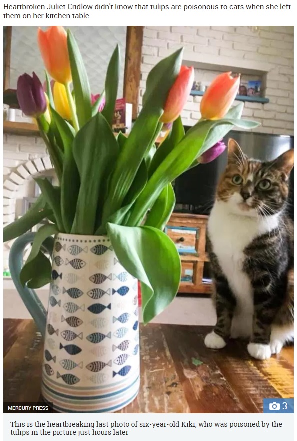 愛猫の最後の1枚となった写真（画像は『The Sun　2018年3月30日付「KILLED BY TULIPS Mum posts ‘cute’ pic of beloved cat posing next to tulips – only for flowers to kill pet 24 hours later」（IMAGE: MERCURY PRESS）』のスクリーンショット）