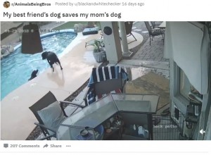 【海外発！Breaking News】溺れそうな“親友”のため、プールに飛び込み救出した犬（米）＜動画あり＞