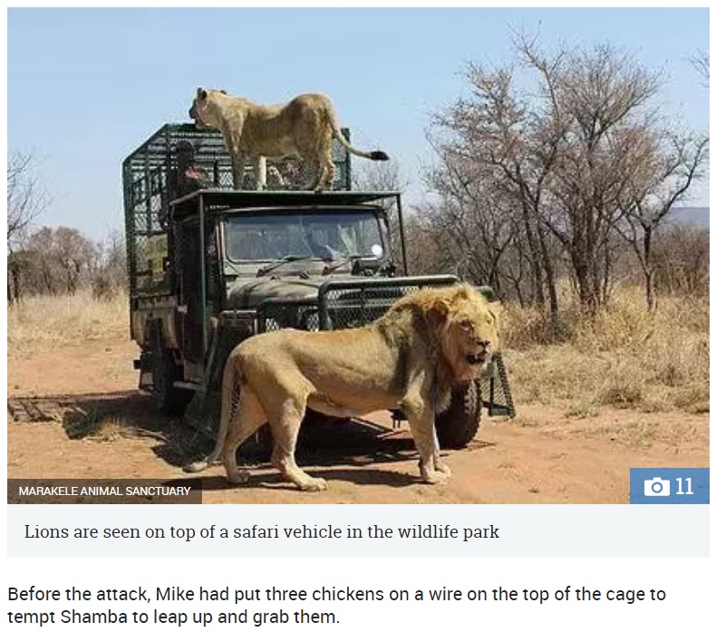 生まれた時から一緒だったライオンに襲われる（画像は『The Sun　2018年5月2日付「‘HE’S DEVASTATED’ Brit safari park owner Mike Hodge savaged by lion mourns big cat Shamba’s death after raising it from a cub」（IMAGE: MARAKELE ANIMAL SANCTUARY）』のスクリーンショット）