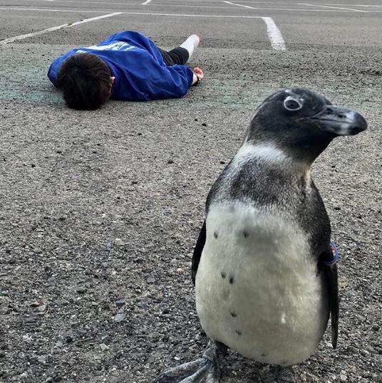 スタッフとペンギンの「出川さん」（画像は『東北サファリパーク サル劇場　2018年5月7日付Instagram「＃GWロス （お客様ロス）」』のスクリーンショット）