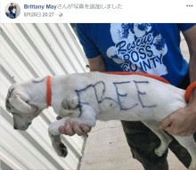 【海外発！Breaking News】生後5か月の仔犬の体に「タダ」と落書き　捨てた女逮捕される（米）