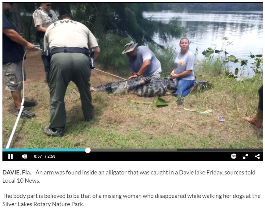 捕獲したワニの体内から被害者女性の腕が見つかる（画像は『WPLG Local 10　2018年6月9日付「Arm found inside alligator pulled from Davie lake; search for remains continues」』のスクリーンショット）