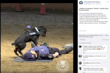 【海外発！Breaking News】警察犬が倒れた警察官に心臓マッサージを施す（スペイン）＜動画あり＞