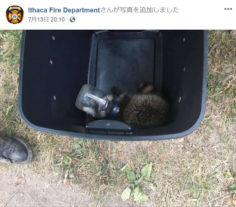 マヨネーズ瓶に頭を突っ込んでしまったアライグマ（画像は『Ithaca Fire Department　2018年7月13日付Facebook』のスクリーンショット）